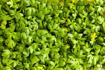Garden cress close-up background