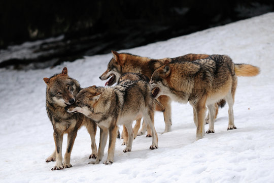 Wolf, Winter
