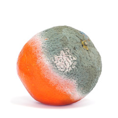moldy orange