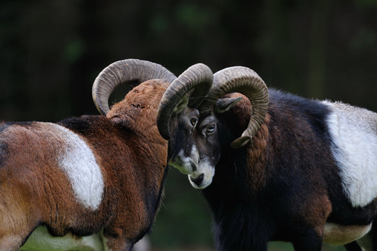 Muffelwidder