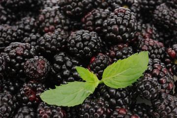 background of beautiful blackberries with leaves