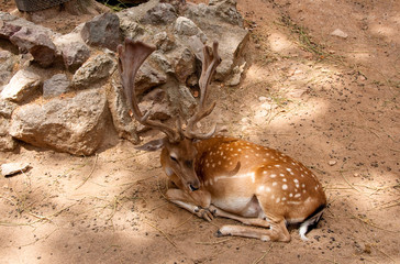 Fallow deer (Dama dama).
