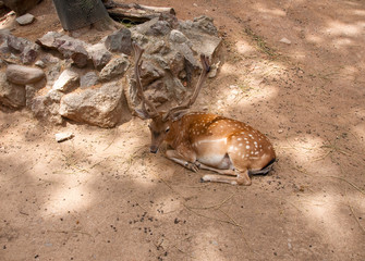 Deer in the Parc de la Ciutadella. Barcelona.