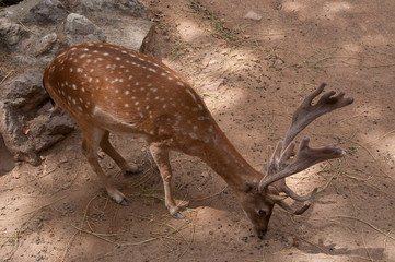 Fallow deer in the in the Parc de la Ciutadella. Barcelona.