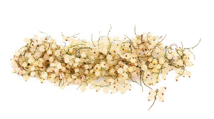 White currants isolated on white