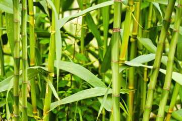 Bambusplantage