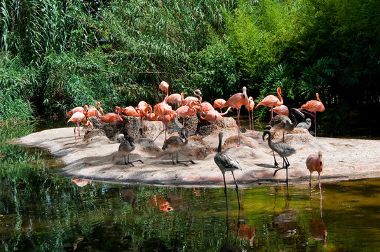 Colony of flamingos.