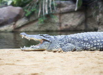 Krokodil