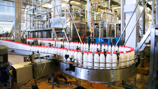 many bottles milk move wide conveyor belt at factory