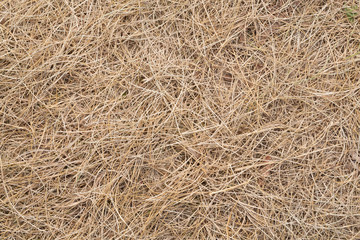 dry grass
