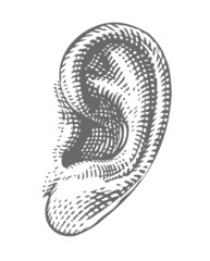 Human ear in engraved style
