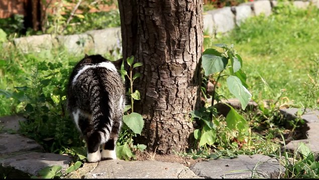 chat
