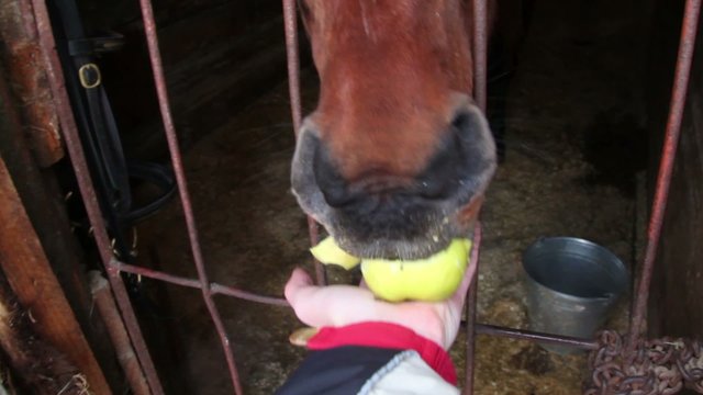 Horse stand in stable and eat apple from hand