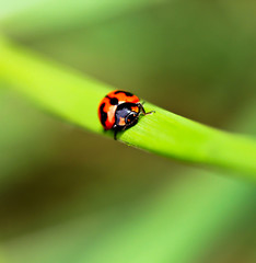 Ladybird
