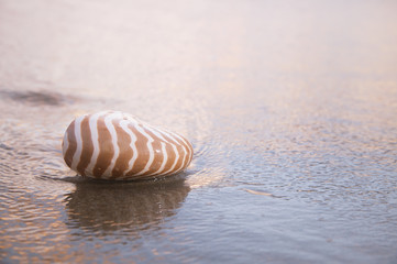 nautilus shell on beach , golden sunrise over  tropical sea