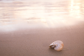 nautilus shell on beach , golden sunrise over  tropical sea