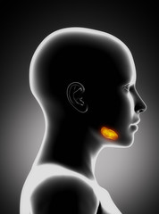 Obraz premium Sublingual gland