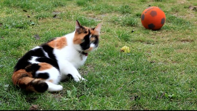 chat