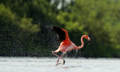 De flamingo loopt op water met spetters