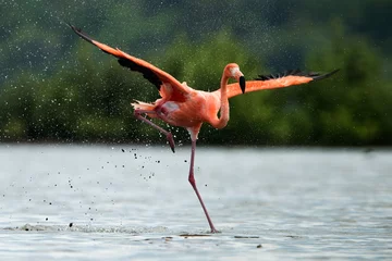 Fotobehang Flamingo De flamingo loopt op water met spetters