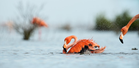 Naklejka premium Caribean Flamingo bathing