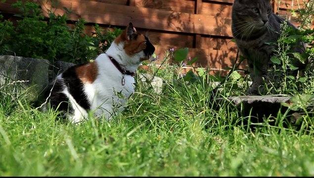 chat