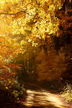 Weg in einem lichtdurchfluteten Herbstwald