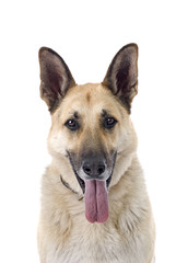 German Shepherd on White