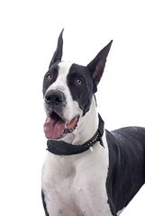 Great Dane on White