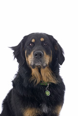 Bernese Mountain Dog/Golden Retriever Mix on White