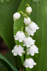 White Dew Bells