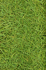 Christmas spruce  texture