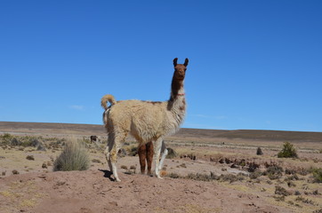 lamas of bolivia © mikael74