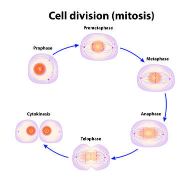 Cell division. Mitosis. Vector scheme