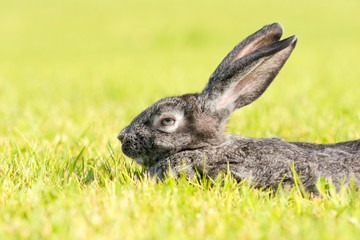 Rabbit