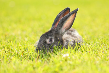 Rabbit