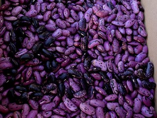 Feuerbohne (Phaseolus coccineus)