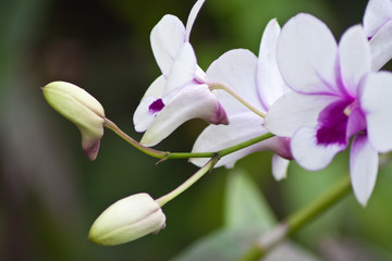 Beautiful orchid