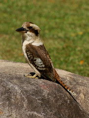 Kookaburra
