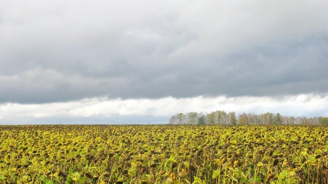 Clouds fly on sky over sunflowers