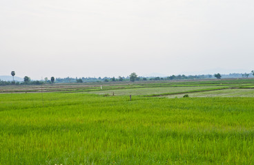 Fototapeta premium Rice Field in Thailand