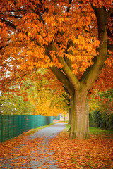 Red autumn oak tree