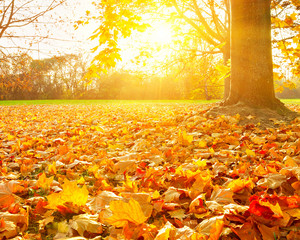Sunny autumn foliage