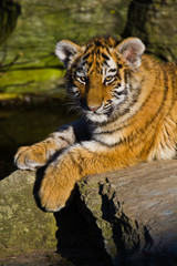 Sibirischer Tiger (Panthera tigris altaica)