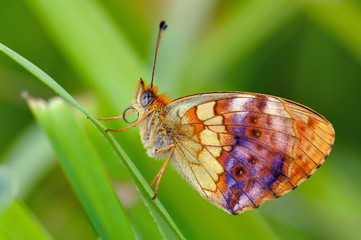 Naklejka premium Brenthis daphne