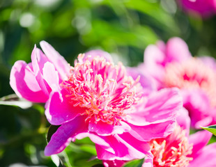 Beds with peonies in a summer garden.