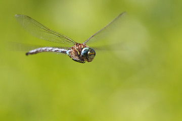 Dragonfly on green