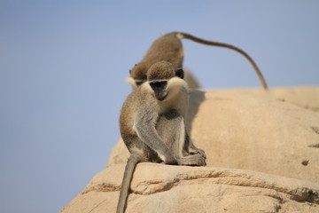Small Monkey
