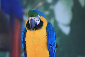 Parrot