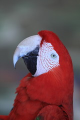 Parrot